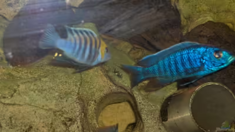 Besatz im Aquarium Becken 2069 von Jens Zinder (16)