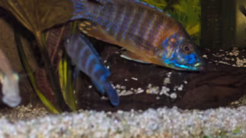 Besatz im Aquarium Becken 2069 von Jens Zinder (17)