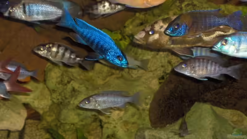 Besatz im Aquarium Becken 2069 von Jens Zinder (20)