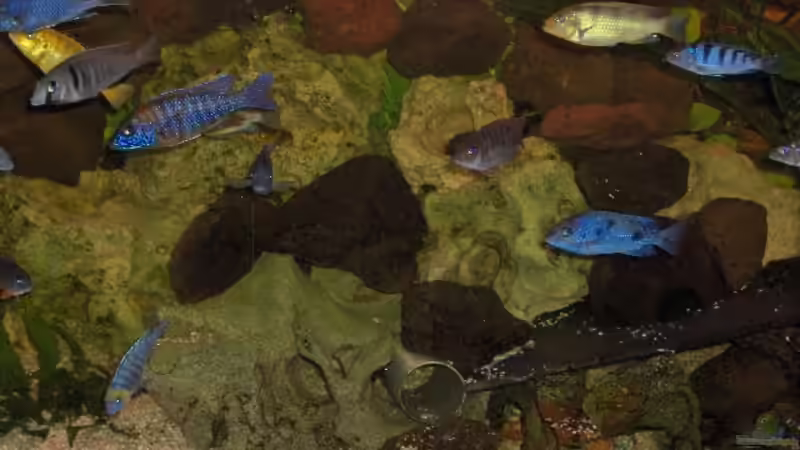 Besatz im Aquarium Becken 2069 von Jens Zinder (21)