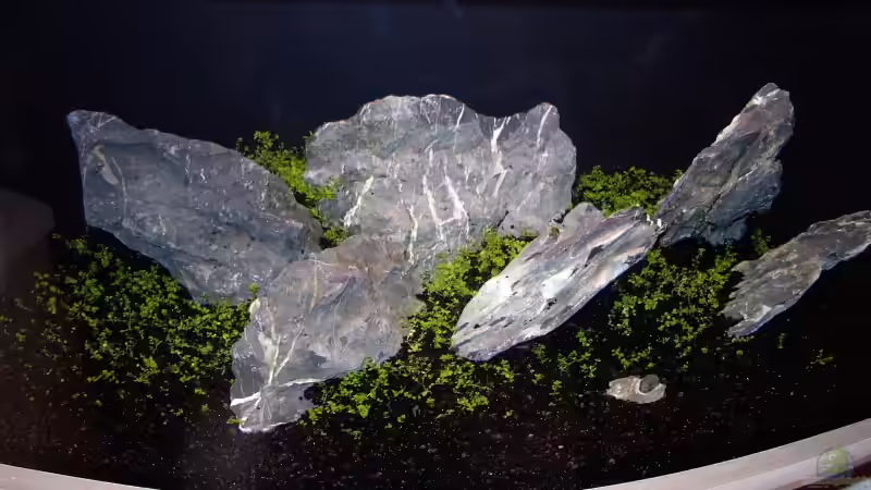 Besatz im Aquarium Becken 2081 von Nina Datené (6)