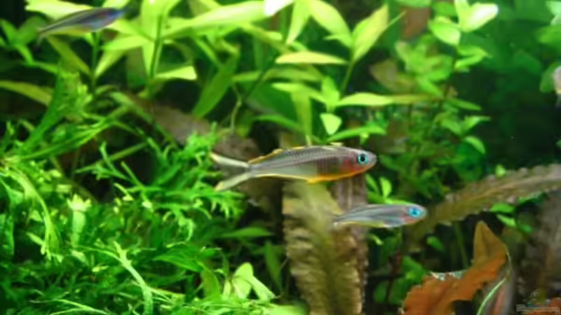 Besatz im Aquarium Becken 2082 von Claudia Knops (2)