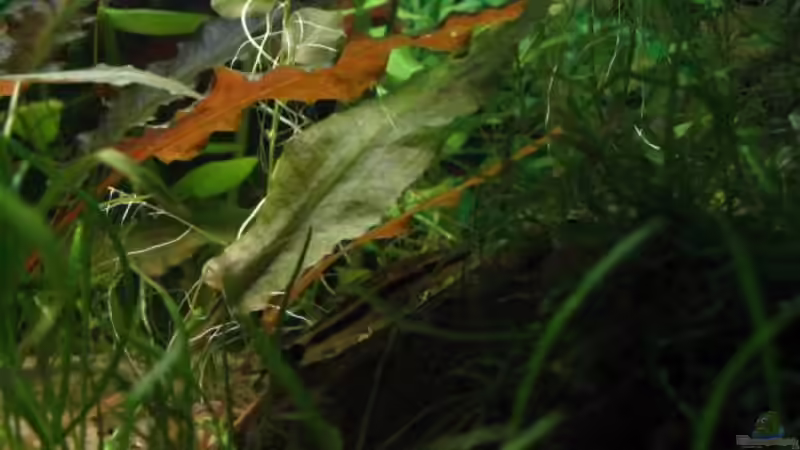 Besatz im Aquarium Becken 2082 von Claudia Knops (3)