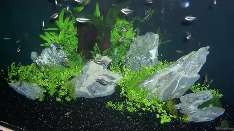 Besatz im Aquarium Becken 2083 von J.Liebold (17)