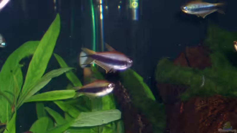 Besatz im Aquarium Becken 2083 von J.Liebold (20)