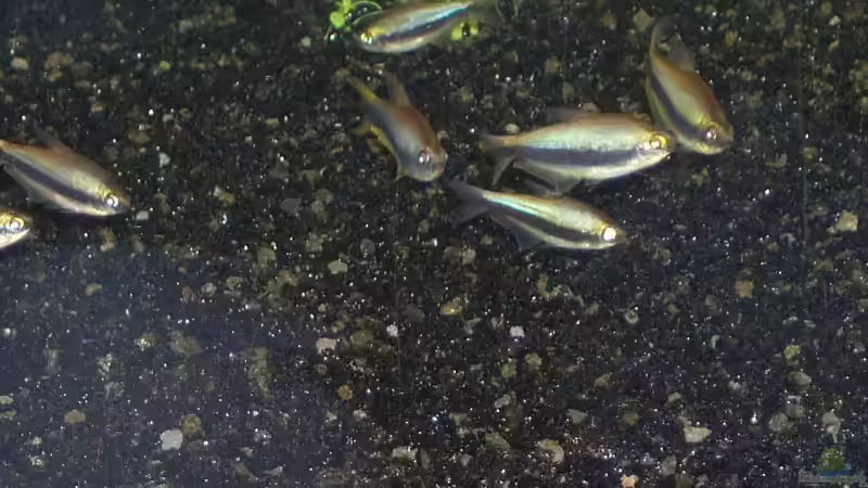 Besatz im Aquarium Becken 2083 von J.Liebold (21)