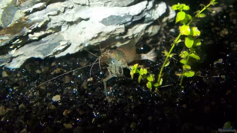 Besatz im Aquarium Becken 2083 von J.Liebold (22)