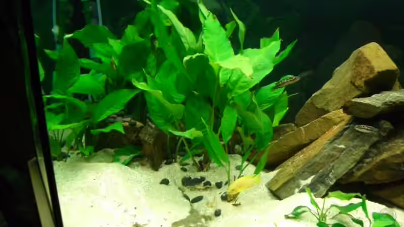 Besatz im Aquarium Becken 2085 von Christoph Werner (10)