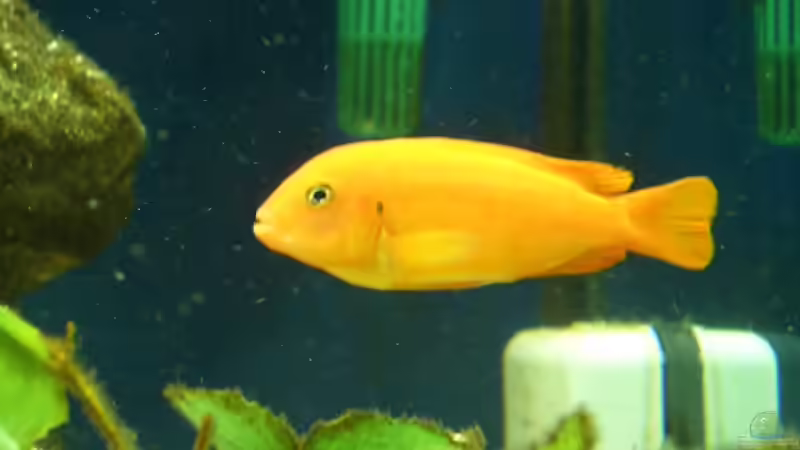 Besatz im Aquarium Becken 2085 von Christoph Werner (7)