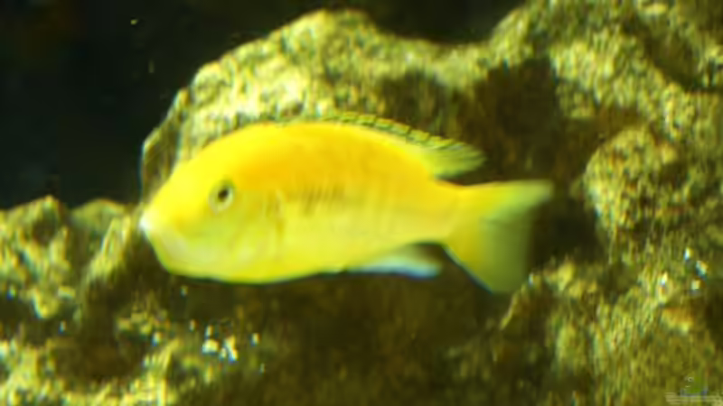 Besatz im Aquarium Becken 2085 von Christoph Werner (8)