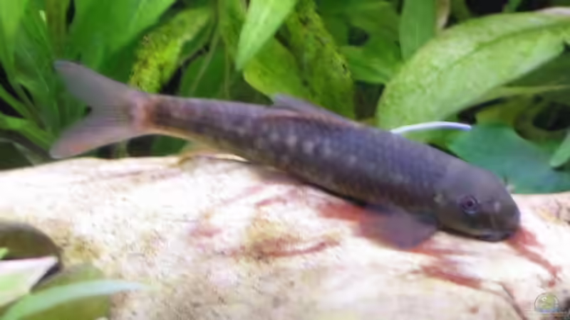 Besatz im Aquarium Becken 2088 von Oliver Liborius (4)