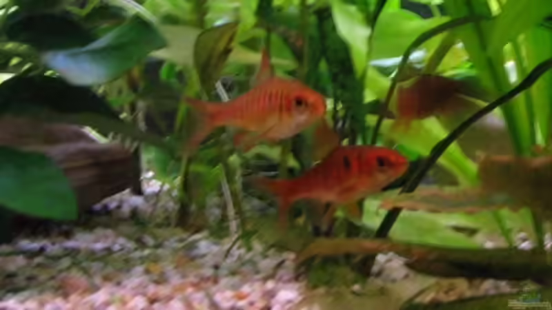 Besatz im Aquarium Becken 2088 von Oliver Liborius (5)