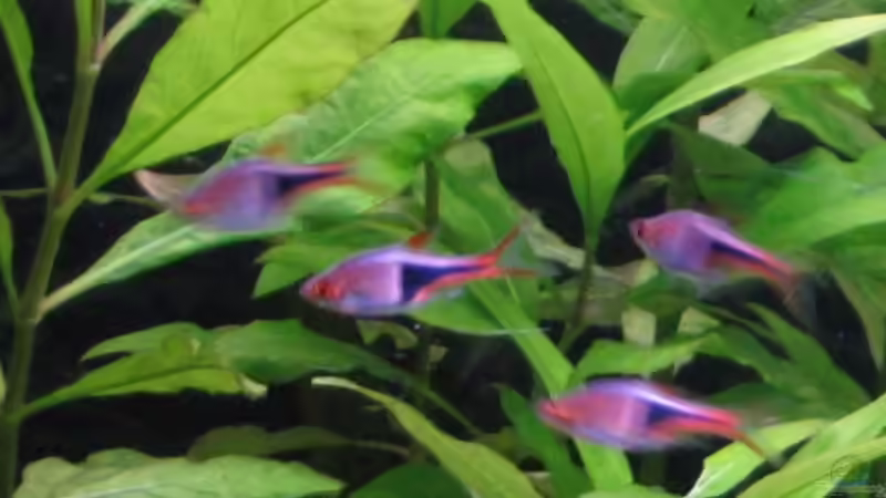 Besatz im Aquarium Becken 2088 von Oliver Liborius (6)