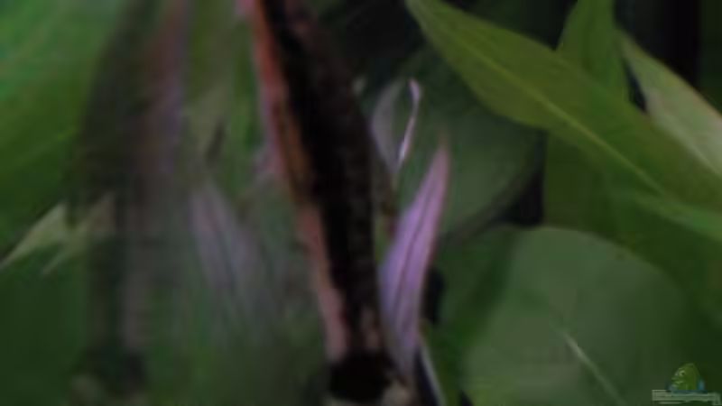 Besatz im Aquarium Becken 2088 von Oliver Liborius (7)