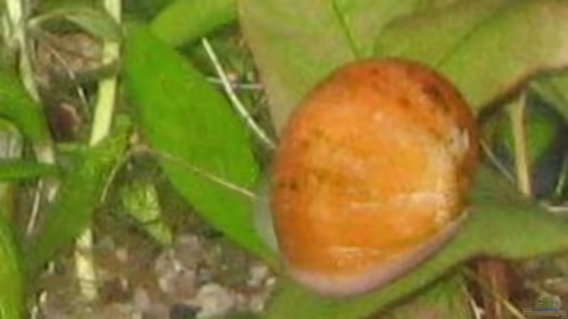 Besatz im Aquarium Becken 2088 von Oliver Liborius (8)