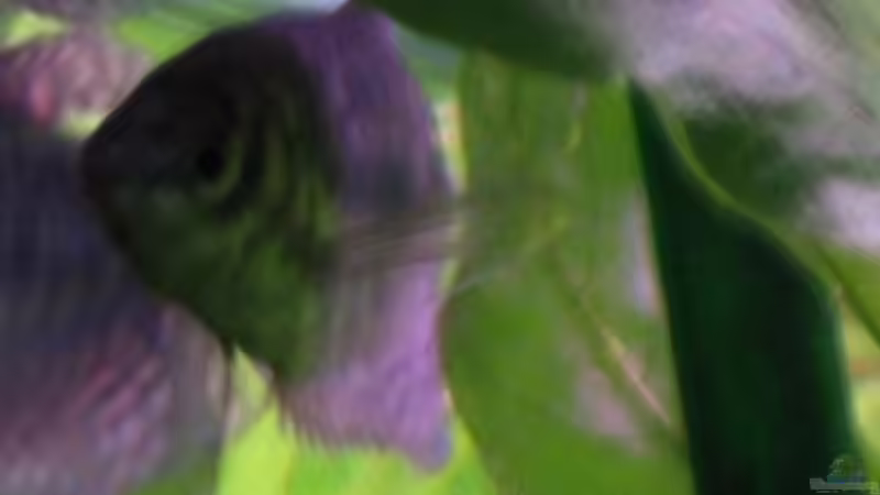 Besatz im Aquarium Becken 2088 von Oliver Liborius (9)