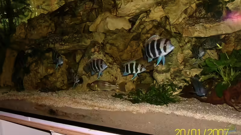 Besatz im Aquarium Becken 2092 von Christian Friedrich (5)