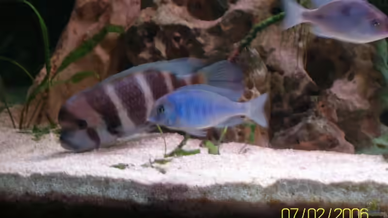 Besatz im Aquarium Becken 2092 von Christian Friedrich (6)