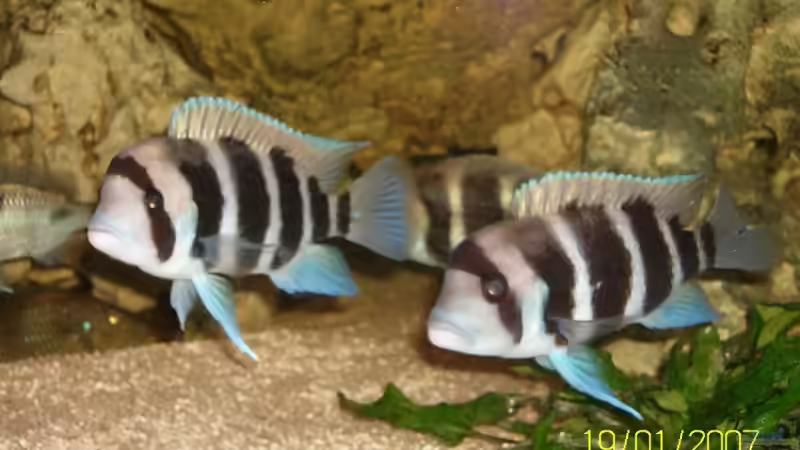 Besatz im Aquarium Becken 2092 von Christian Friedrich (7)