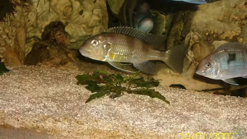 Besatz im Aquarium Becken 2092 von Christian Friedrich (8)