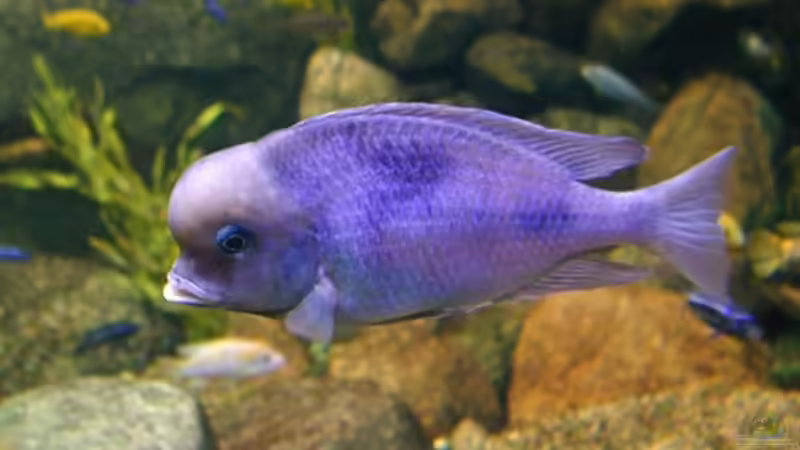 Besatz im Aquarium Becken 2092 von Christian Friedrich (9)