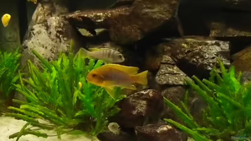 Besatz im Aquarium Becken 20933 von joseppe (15)