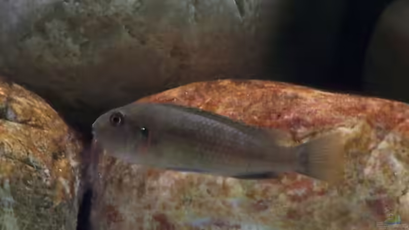 Besatz im Aquarium Becken 21 von Stephan Rühl (3)