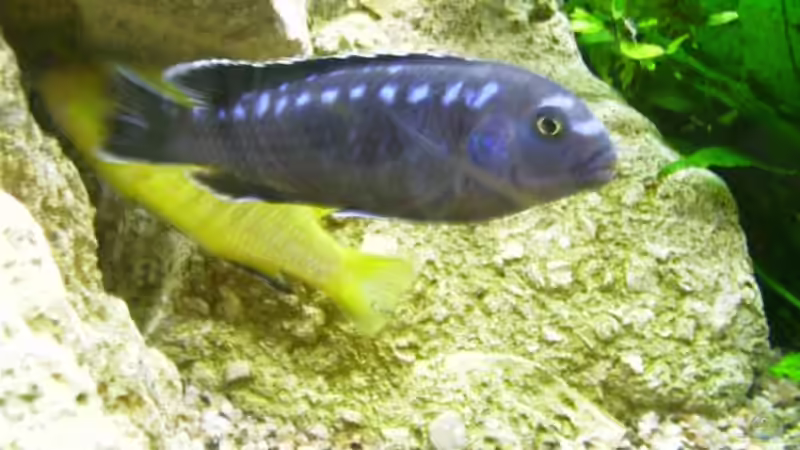 Besatz im Aquarium Becken 21 von Stephan Rühl (4)