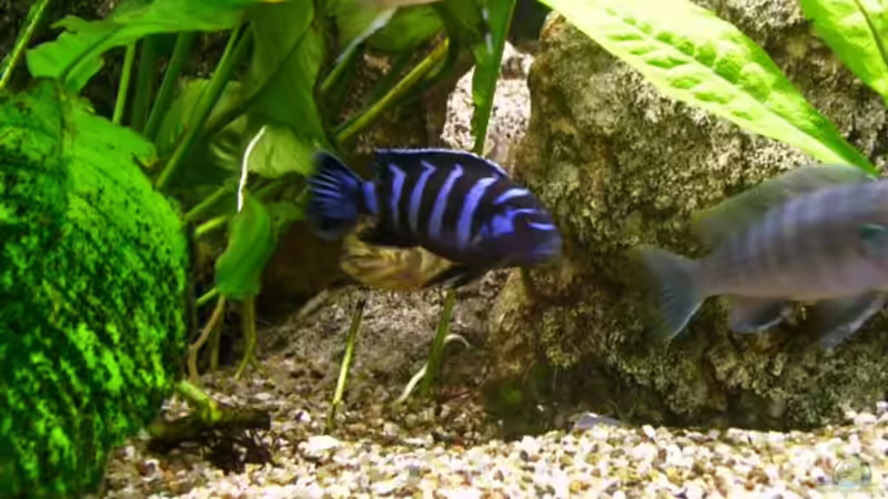 Besatz im Aquarium Becken 21 von Stephan Rühl (5)