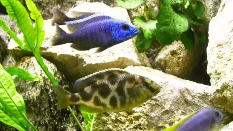 Besatz im Aquarium Becken 21 von Stephan Rühl (7)