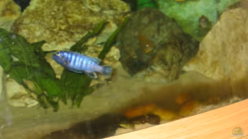 Besatz im Aquarium Becken 2106 von Sabine Kainz (10)