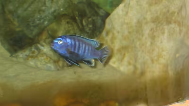 Besatz im Aquarium Becken 2106 von Sabine Kainz (12)