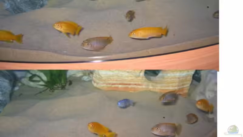 Besatz im Aquarium Becken 2106 von Sabine Kainz (6)