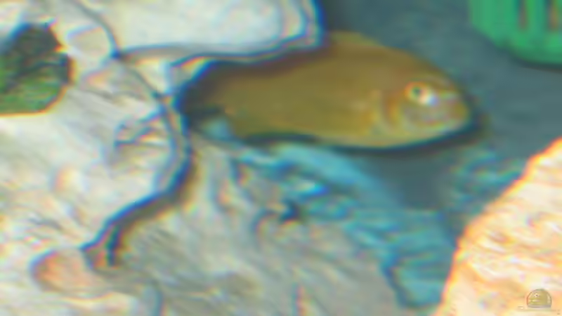 Besatz im Aquarium Becken 2106 von Sabine Kainz (7)