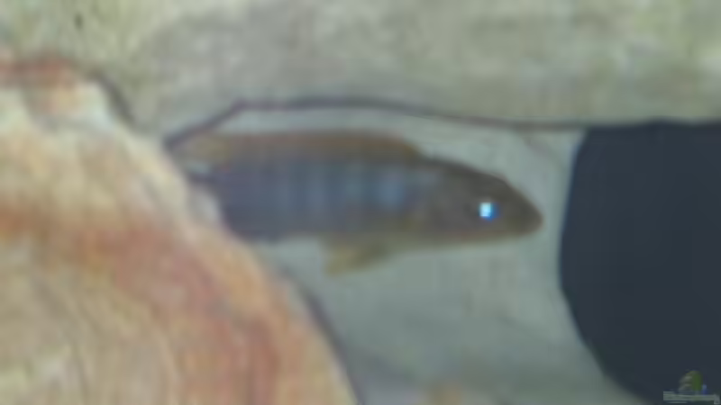 Besatz im Aquarium Becken 2106 von Sabine Kainz (8)