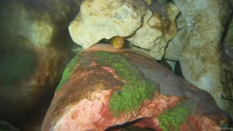 Besatz im Aquarium Becken 2106 von Sabine Kainz (9)