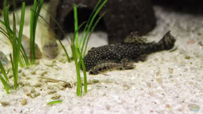 Besatz im Aquarium Becken 21077 von Tobias Franck (11)