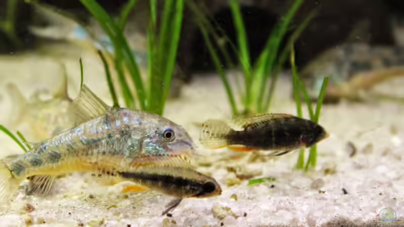 Besatz im Aquarium Becken 21077 von Tobias Franck (13)