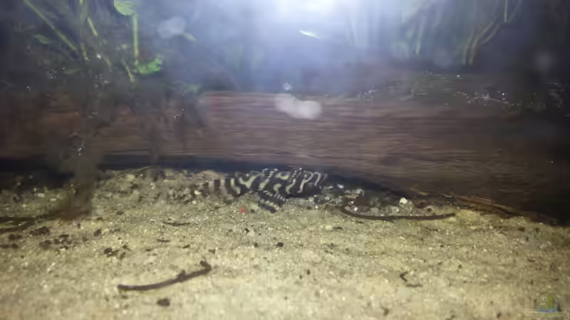 Besatz im Aquarium Becken 21077 von Tobias Franck (6)