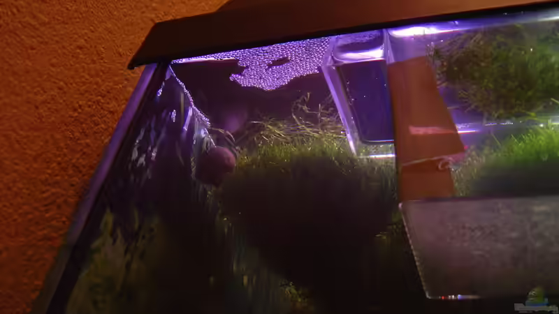 Besatz im Aquarium Becken 2108 von Andreas Mehner (6)