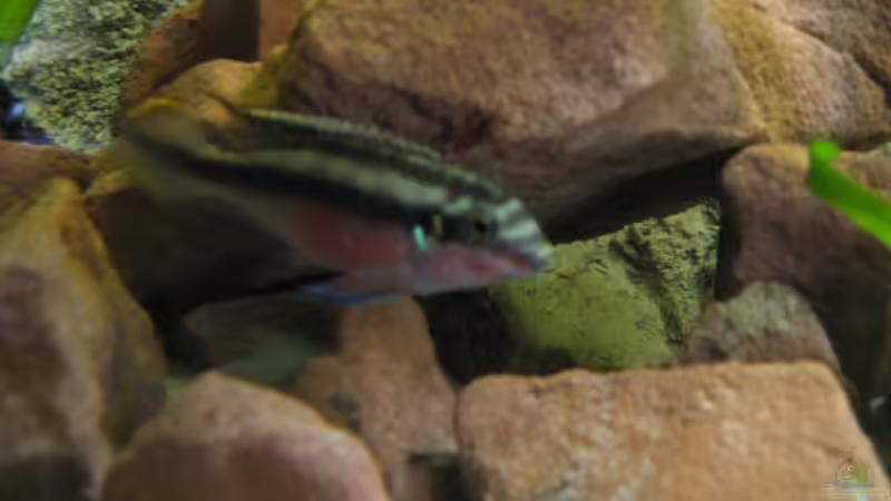 Besatz im Aquarium Becken 2112 von Luschez (17)