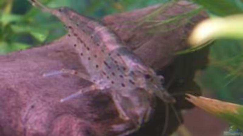 Besatz im Aquarium Becken 2114 von Claudia Lebek (5)