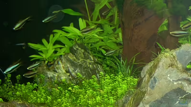 Besatz im Aquarium Becken 2114 von Claudia Lebek (7)