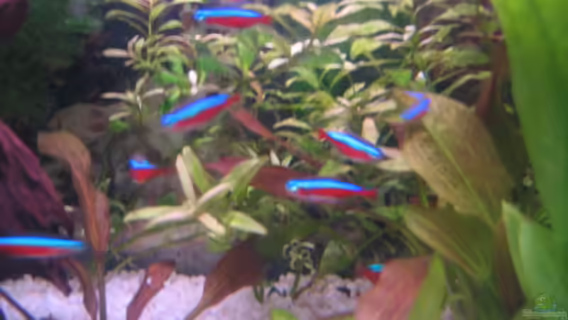 Besatz im Aquarium Becken 2128 von Claudia Seidl (2)