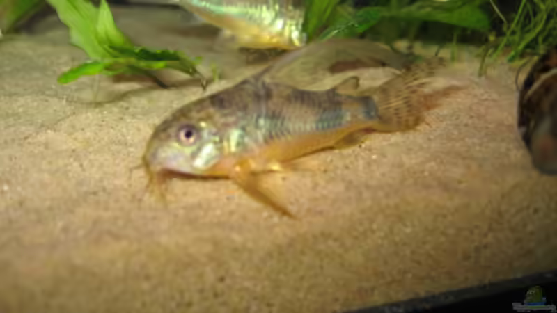 Besatz im Aquarium Becken 2128 von Claudia Seidl (5)