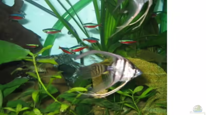 Besatz im Aquarium Becken 2128 von Claudia Seidl (6)