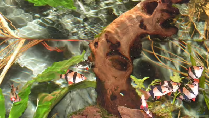 Besatz im Aquarium Becken 2131 von Manuela Vogt (15)