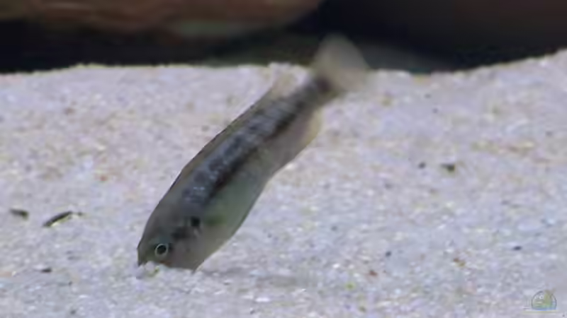 Besatz im Aquarium Becken 2132 von Steve Röhning (17)