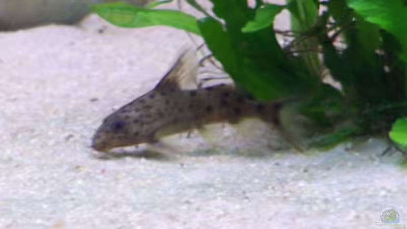 Besatz im Aquarium Becken 2132 von Steve Röhning (18)