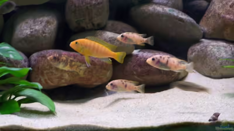 Besatz im Aquarium Becken 2132 von Steve Röhning (19)